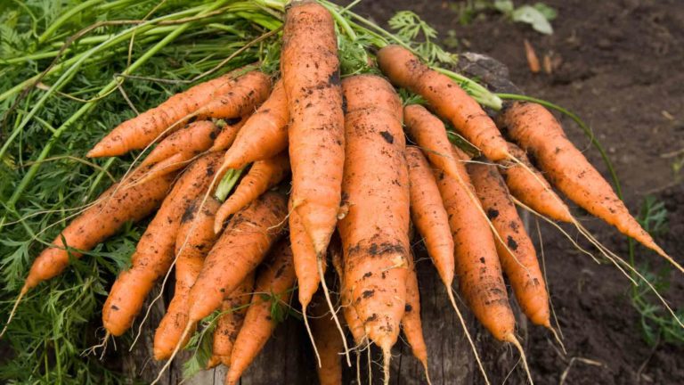Zero Waste Veg